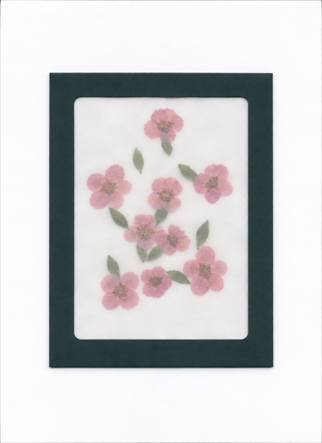 Pressed Flower Dianthus packaging with a dark green border and translucent front
