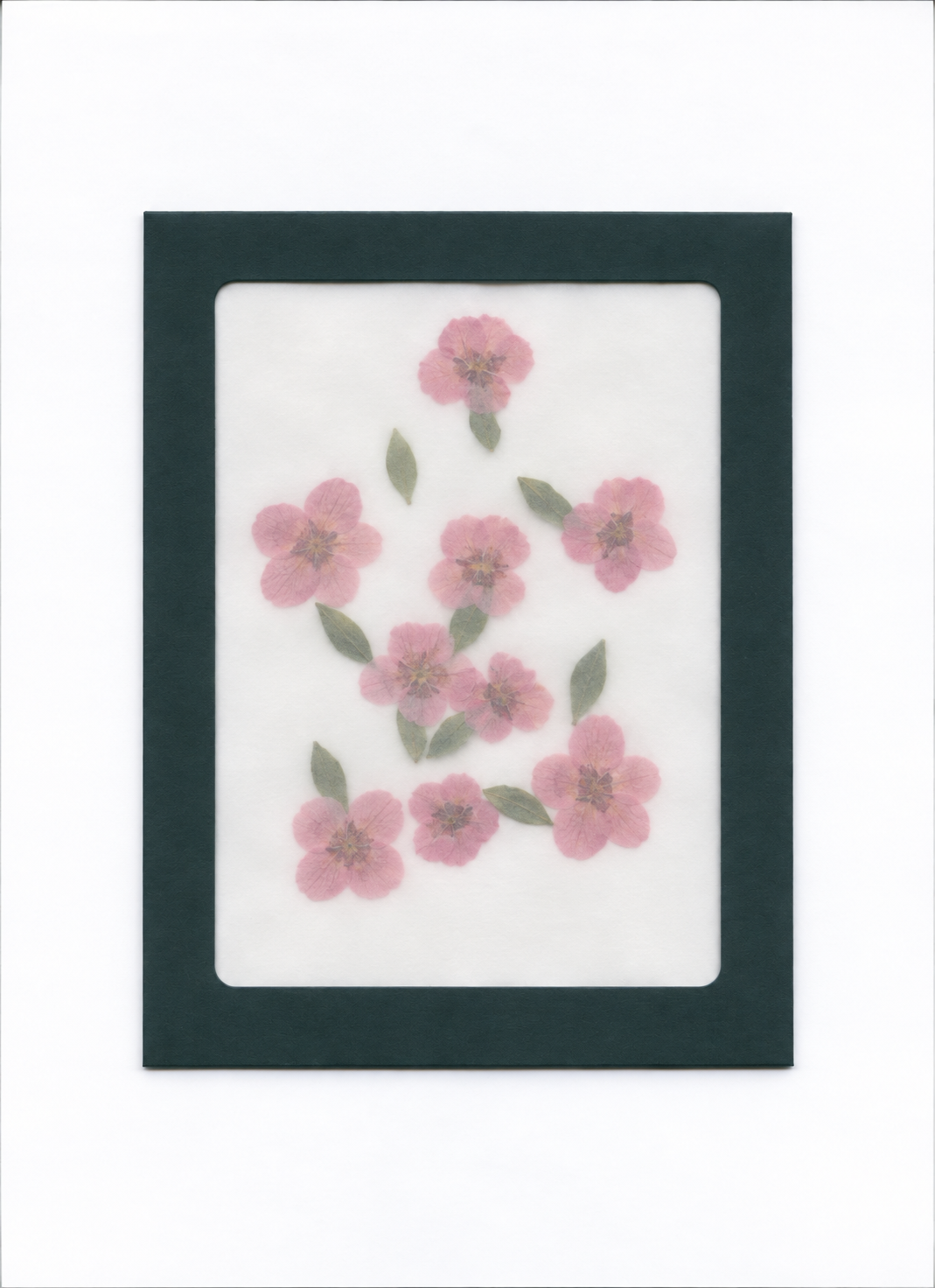 Pressed Flower Dianthus packaging with a dark green border and translucent front