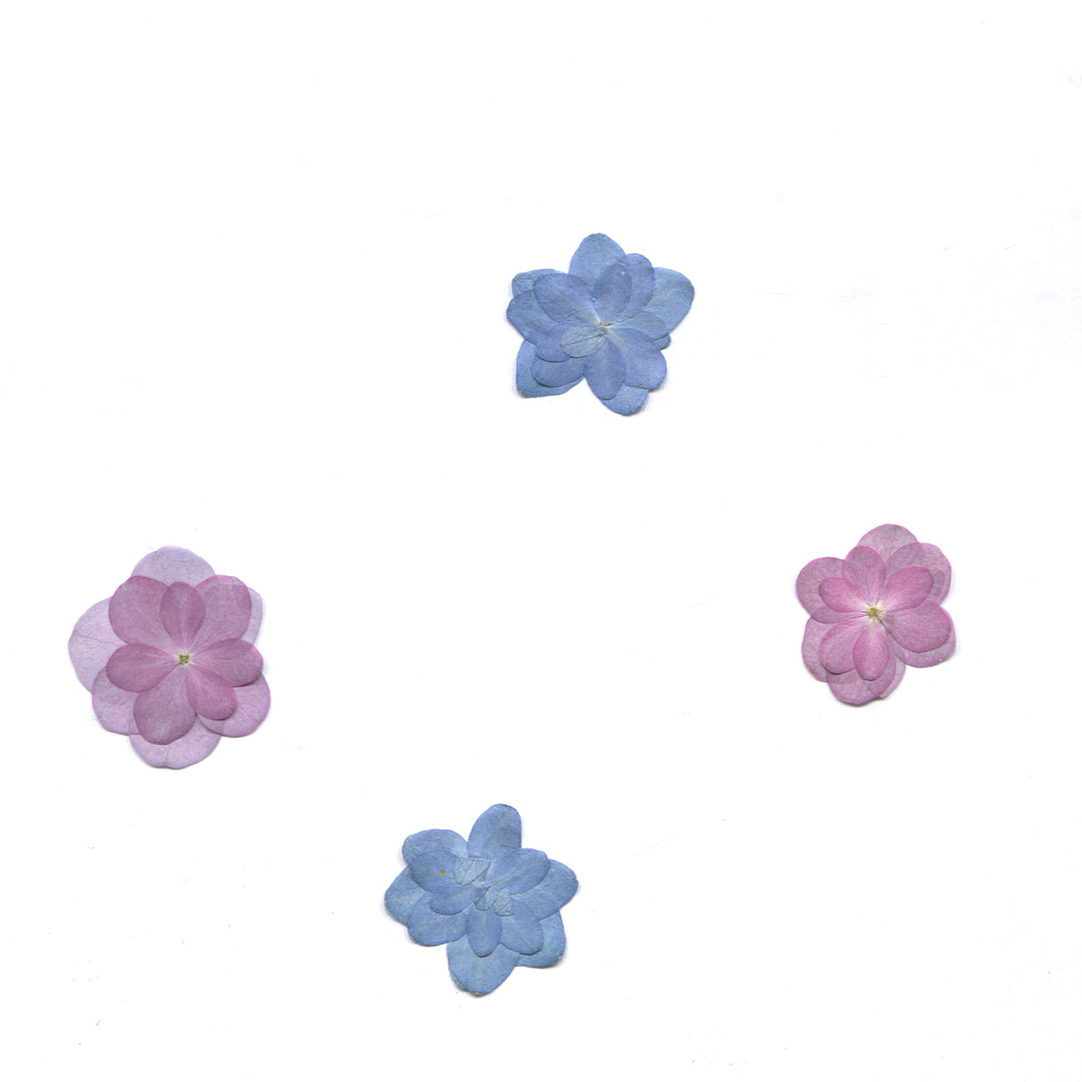 Pressed double hydrangea in natural colors