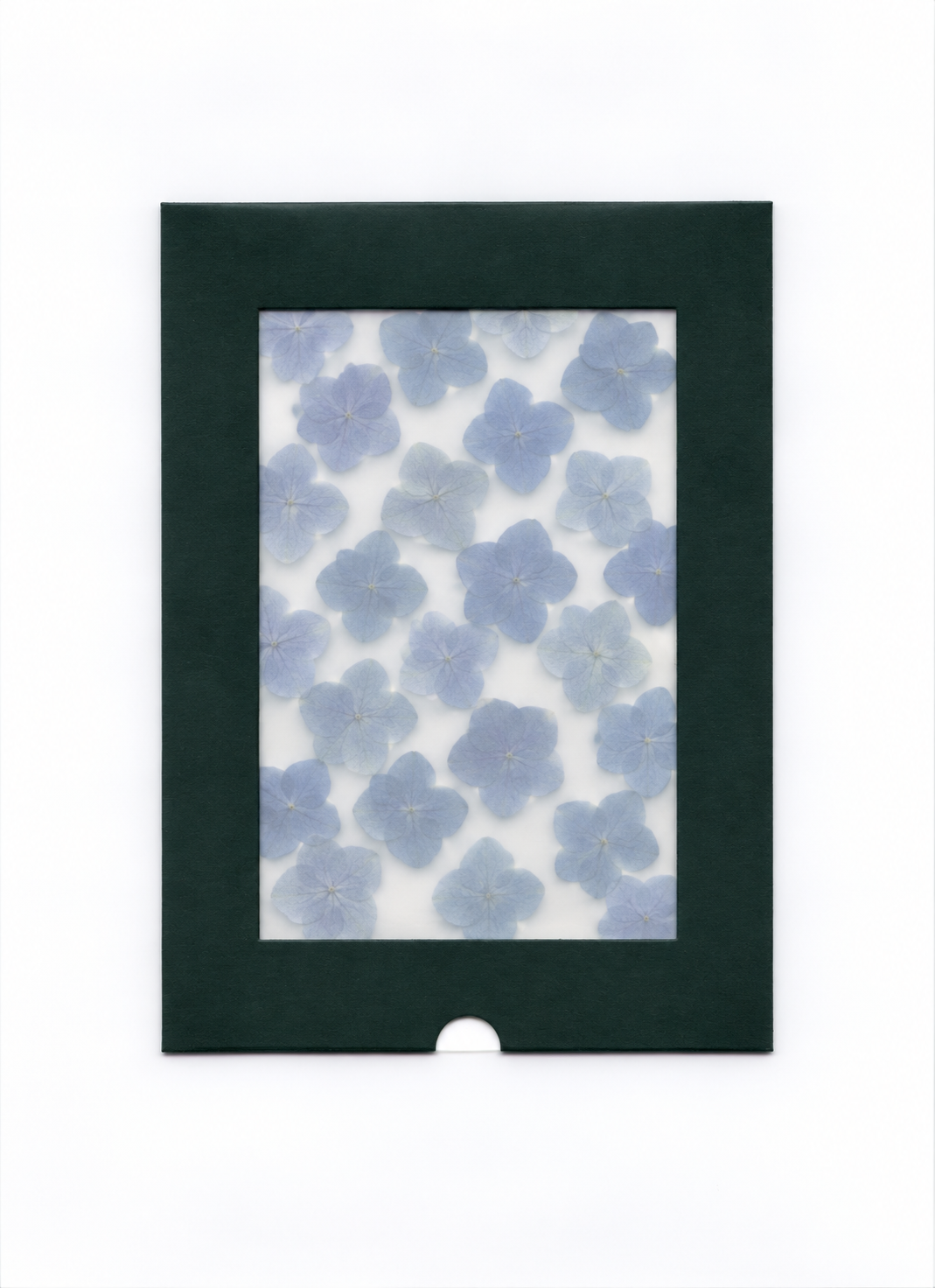 Pressed double hydrangea florets in a dark green windowed package