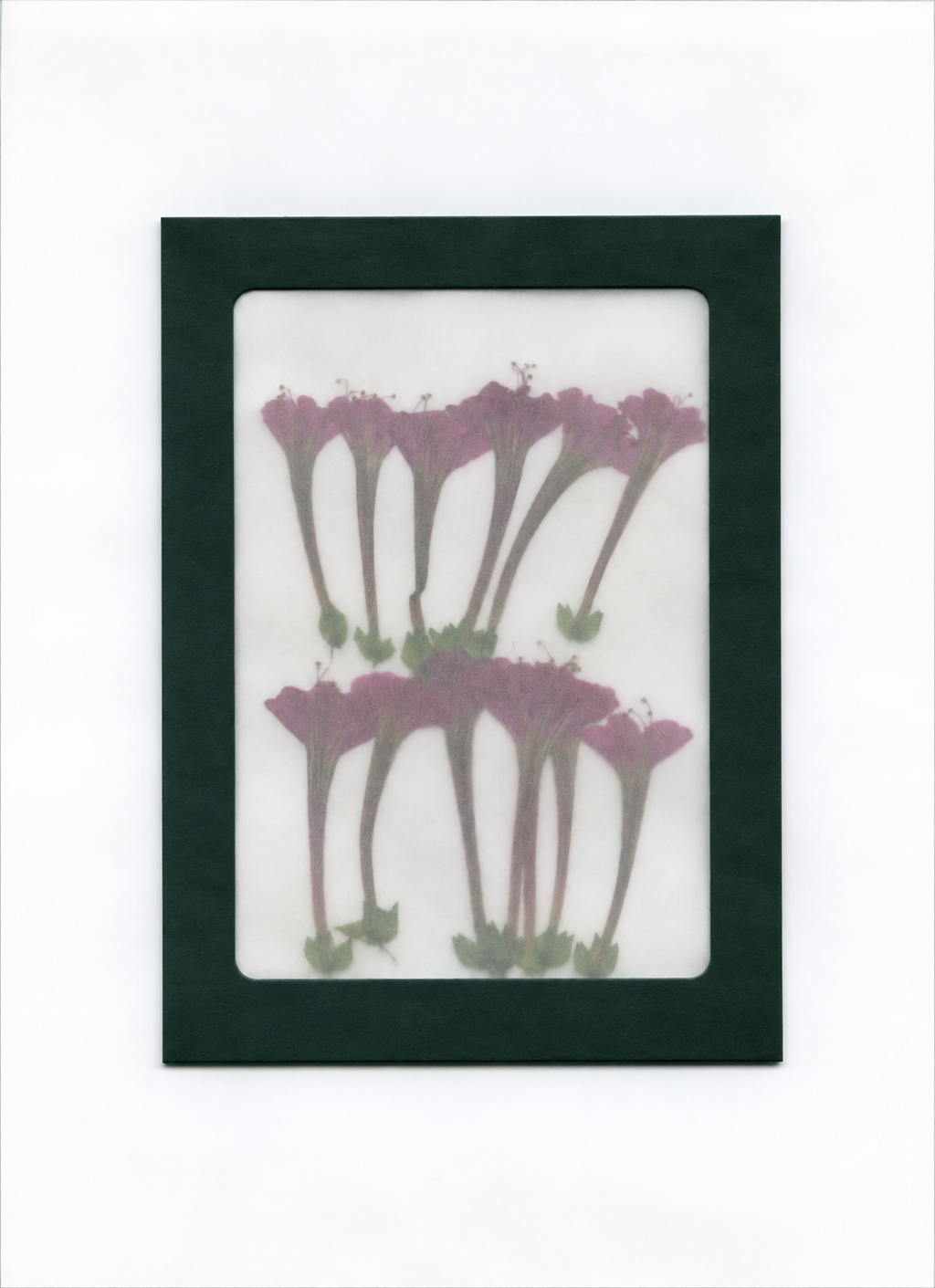 Pressed Flower Four O'Clock packaging with a dark green border and translucent front