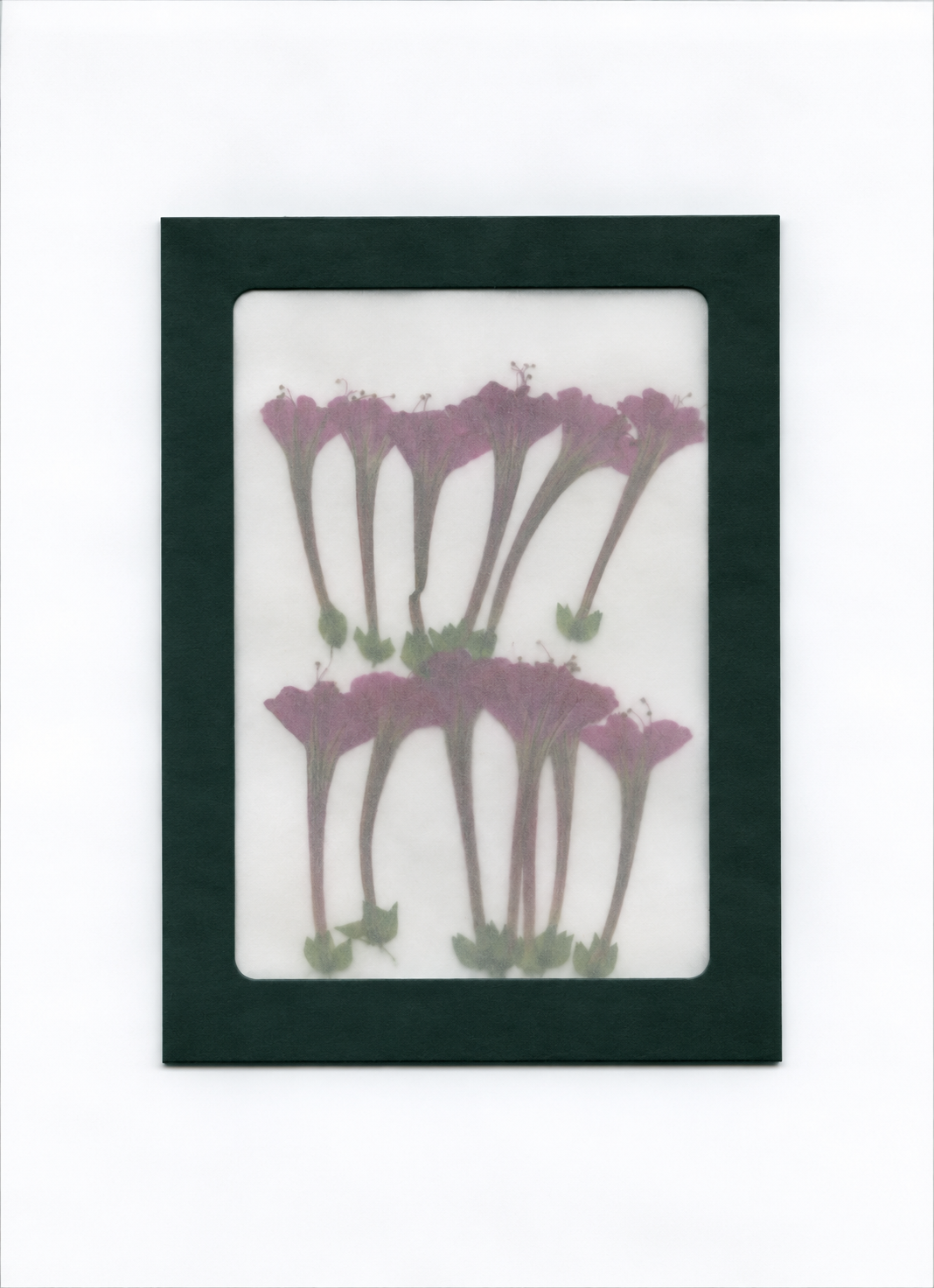 Pressed Flower Four O'Clock packaging with a dark green border and translucent front