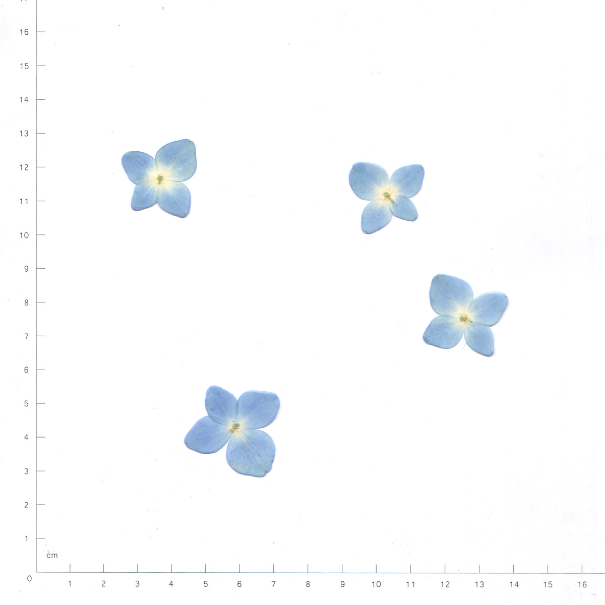 Blue pressed single hydrangea florets on a measurement grid