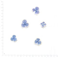 Blue with White Edge pressed single hydrangea florets on a measurement grid