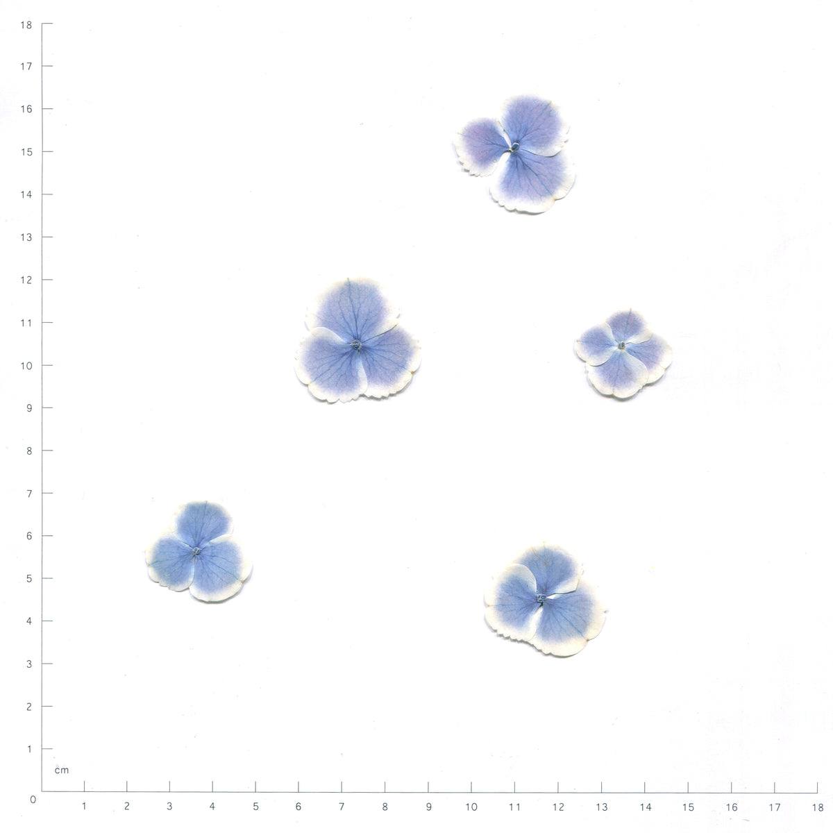 Blue with White Edge pressed single hydrangea florets on a measurement grid