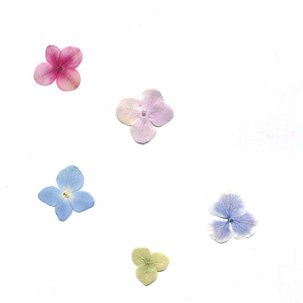 pressed single hydrangea florets in five natural colors