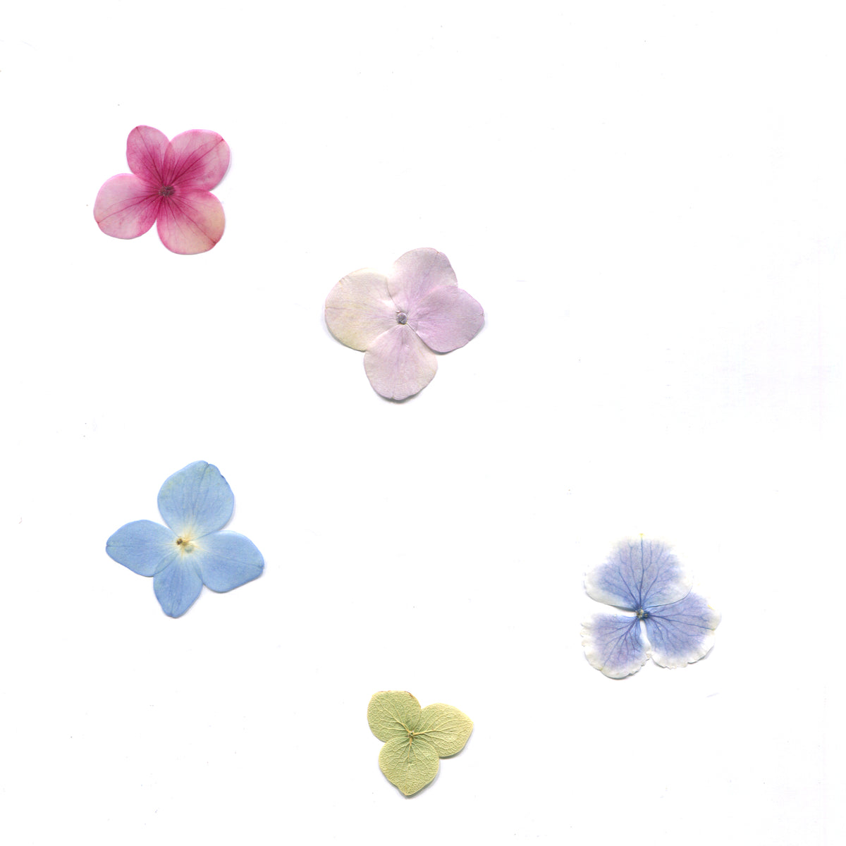 pressed single hydrangea florets in five natural colors