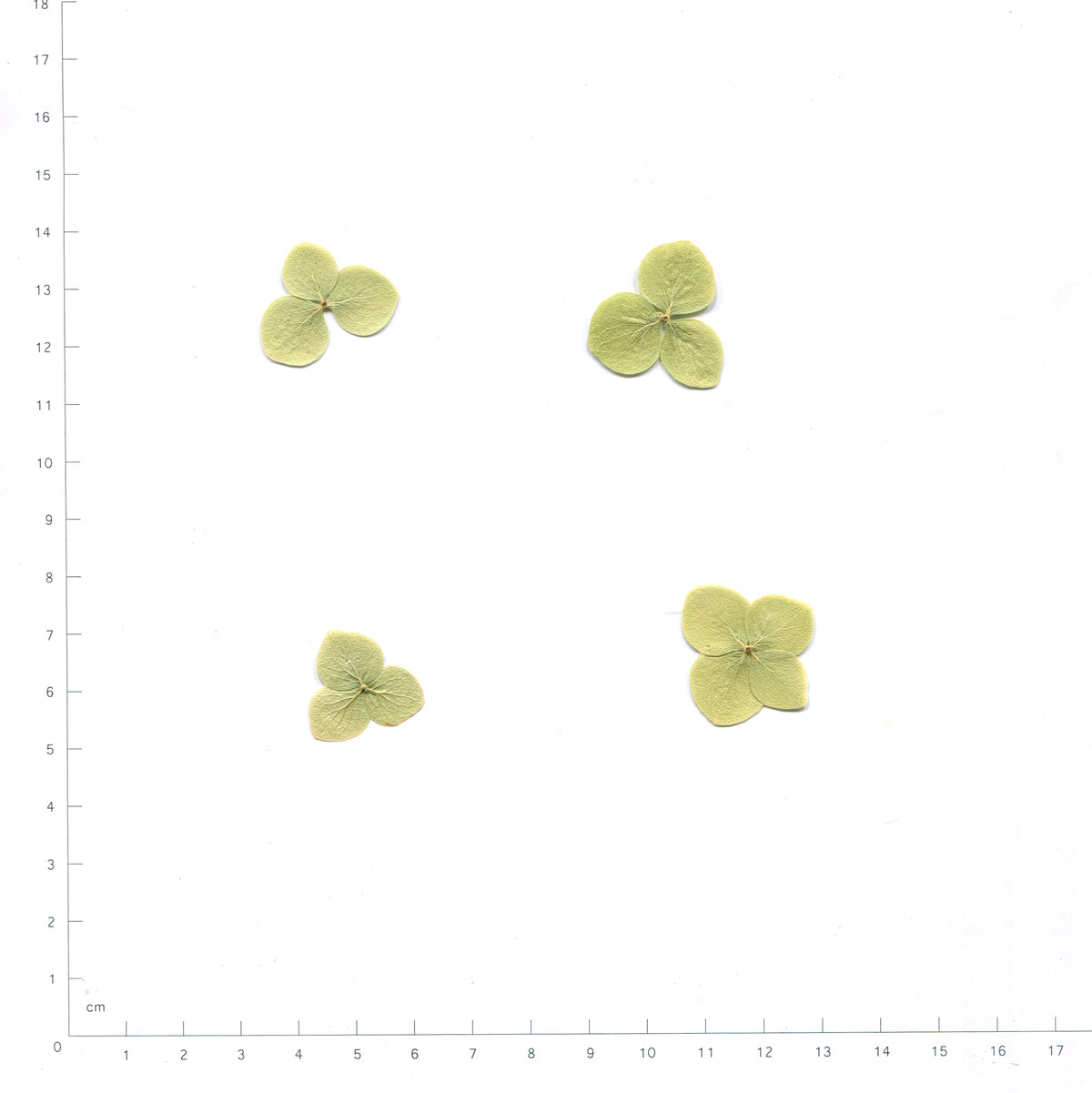 Green pressed single hydrangea florets on a measurement grid