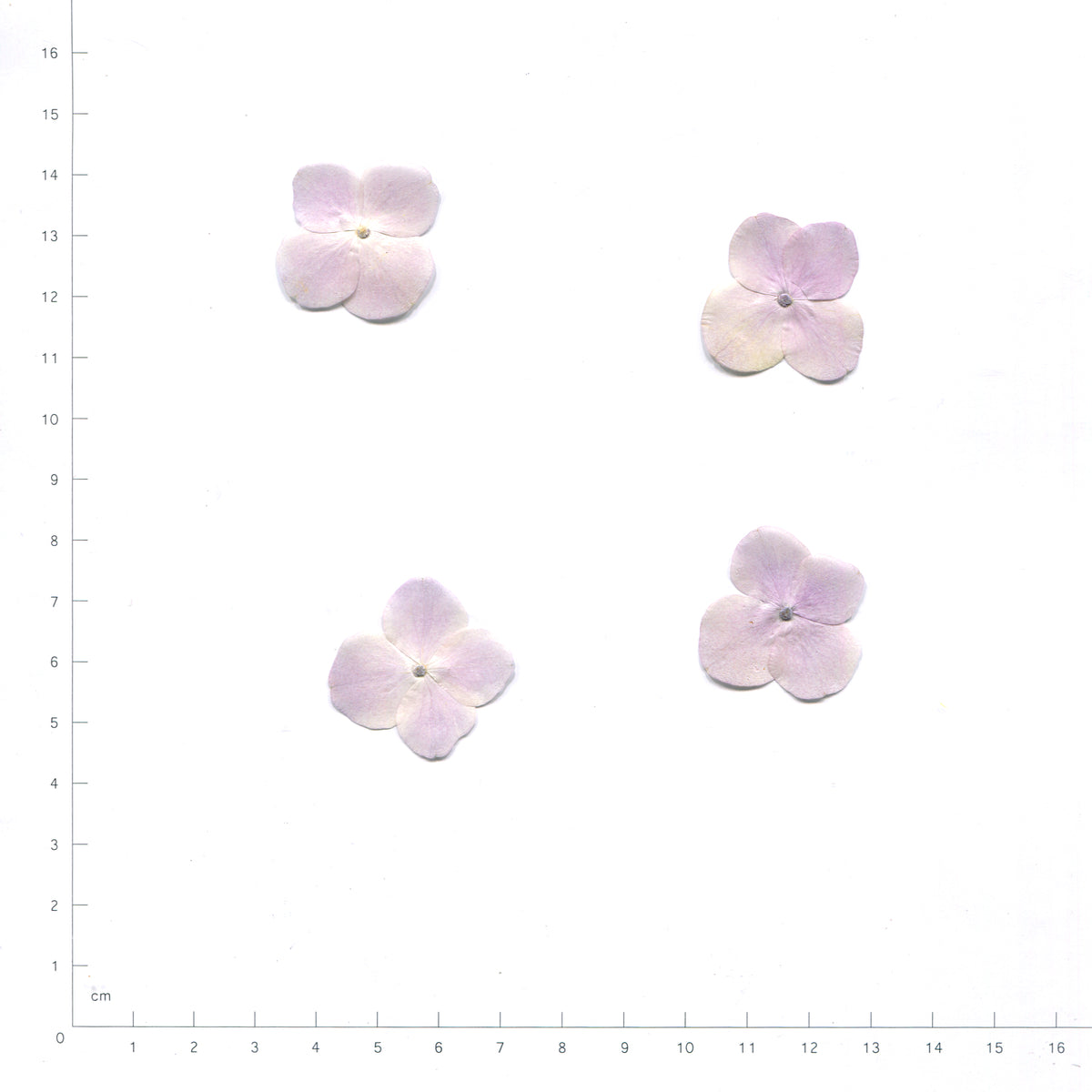 Light Purple pressed single hydrangea florets on a measurement grid