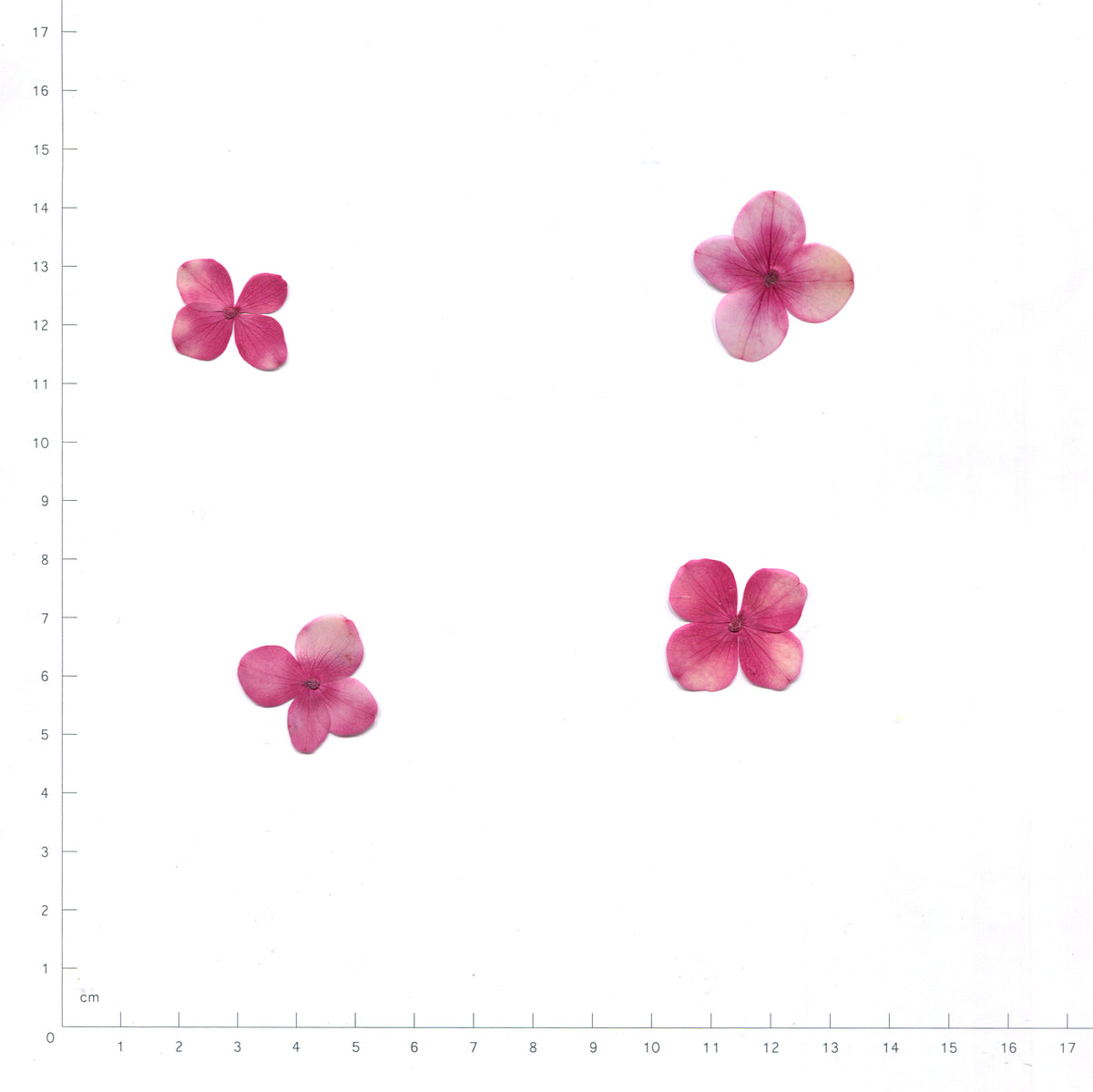 Pink pressed single hydrangea florets on a measurement grid