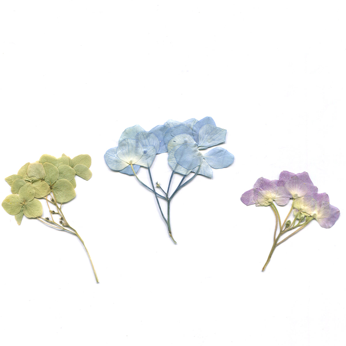 Pressed hydrangea with stems in natural colors