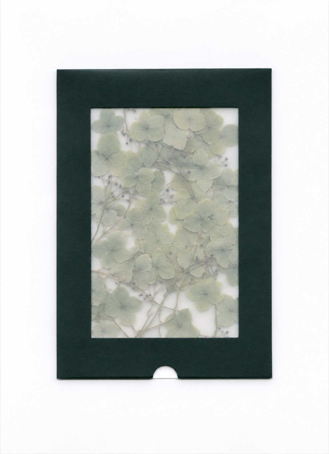 Pressed hydrangea sprigs in a dark green windowed package