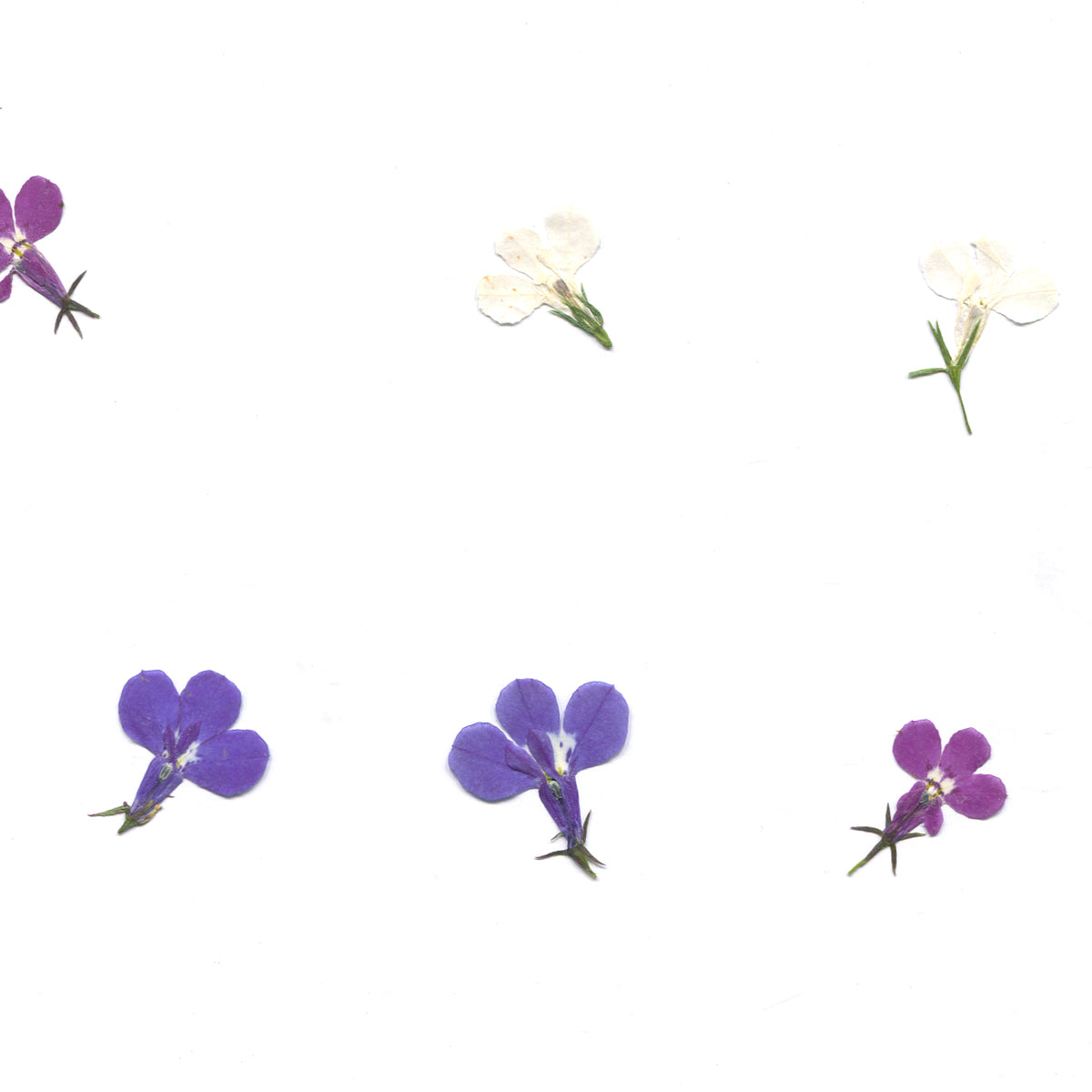 Pressed lobelia in natural colors