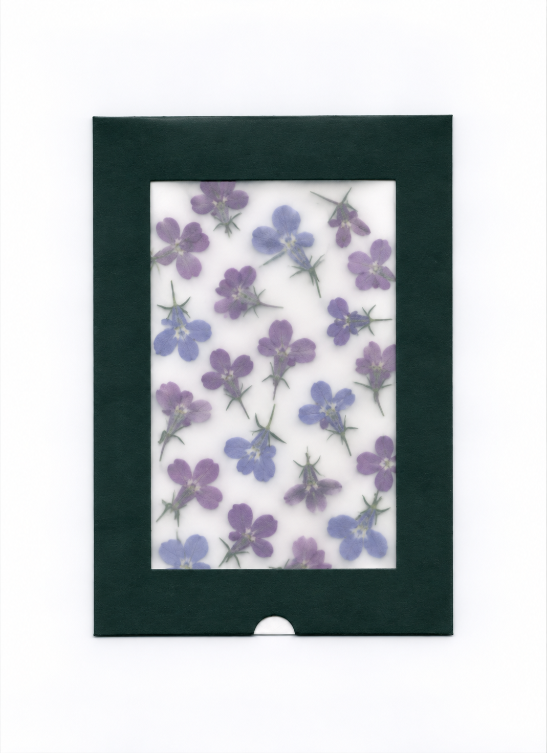 Pressed Flower Lobelia in a dark green windowed package