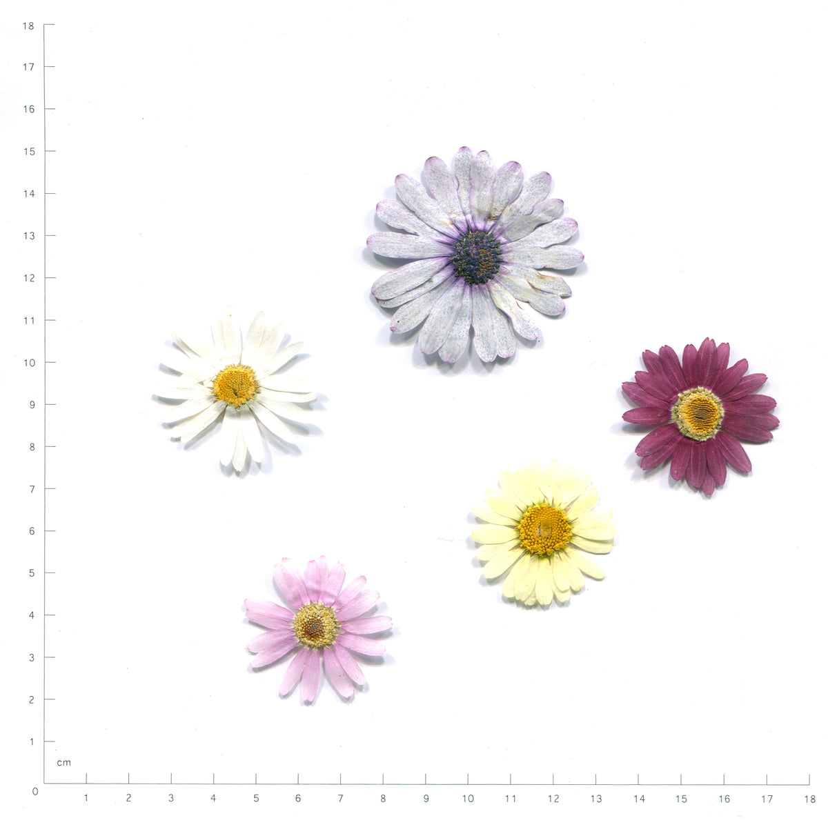 Pressed daisy in natural colors