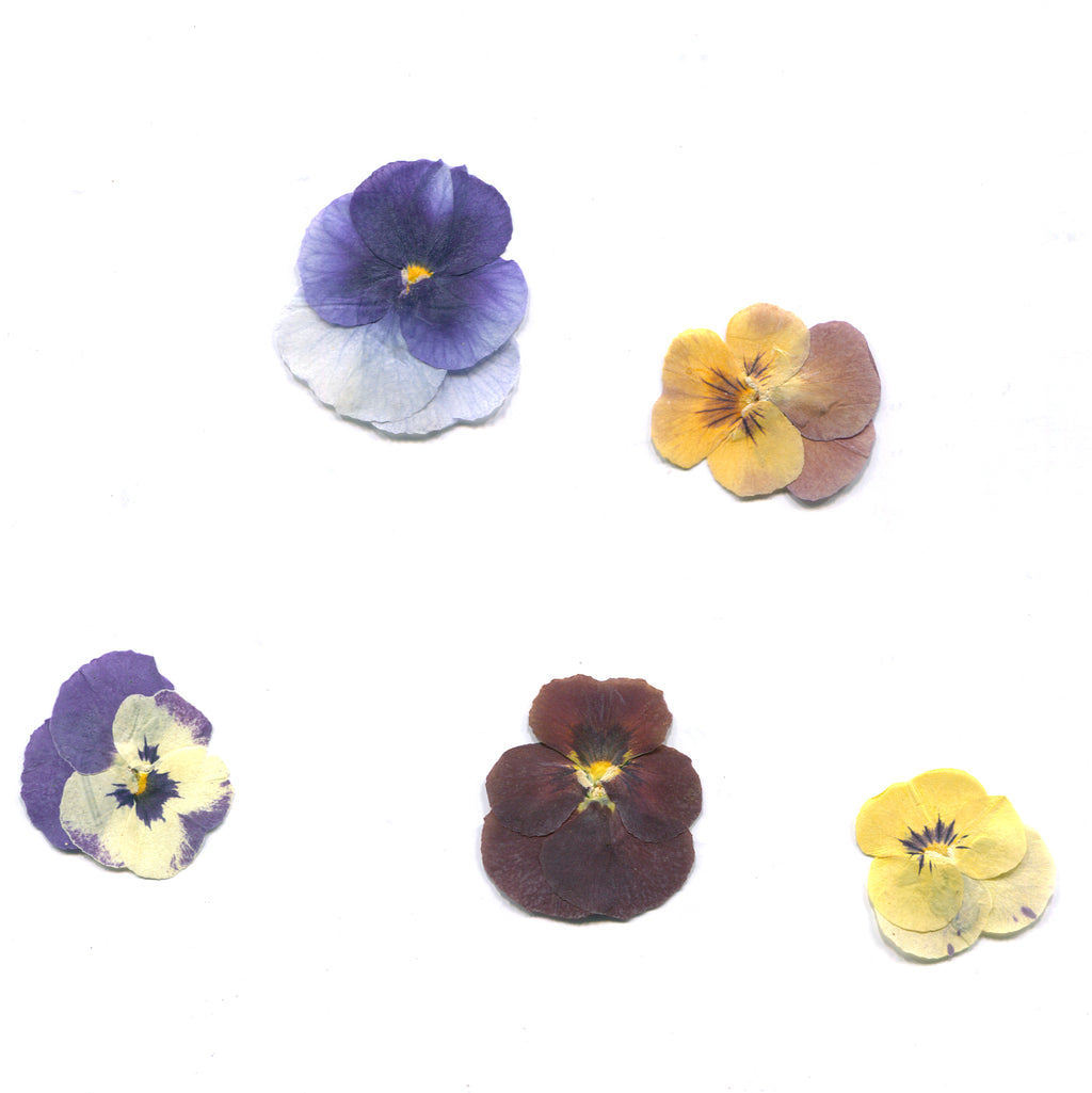 Pressed viola in natural colors