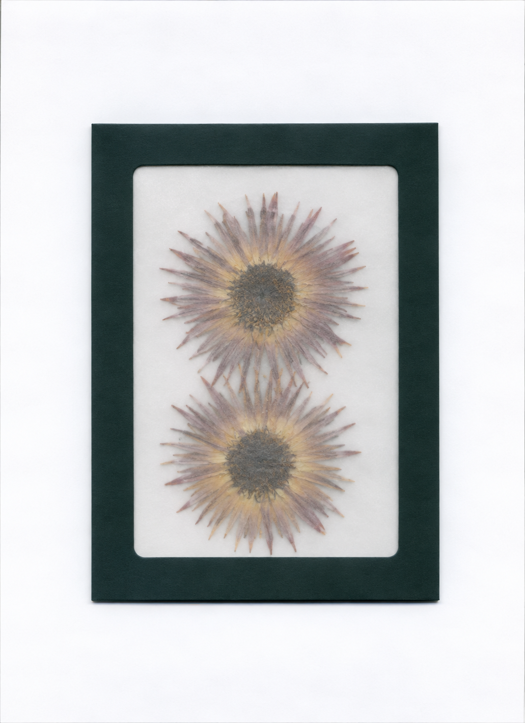 Pressed Flower Water Lily Center packaging with a dark green border and translucent front