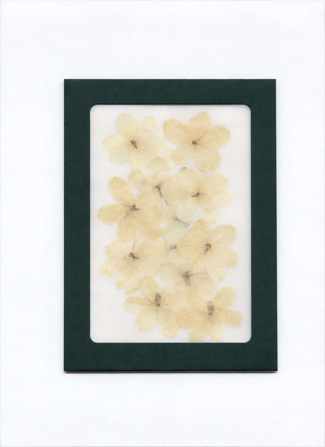 Pressed Flower Winter Jasmine packaging with a dark green border and translucent front