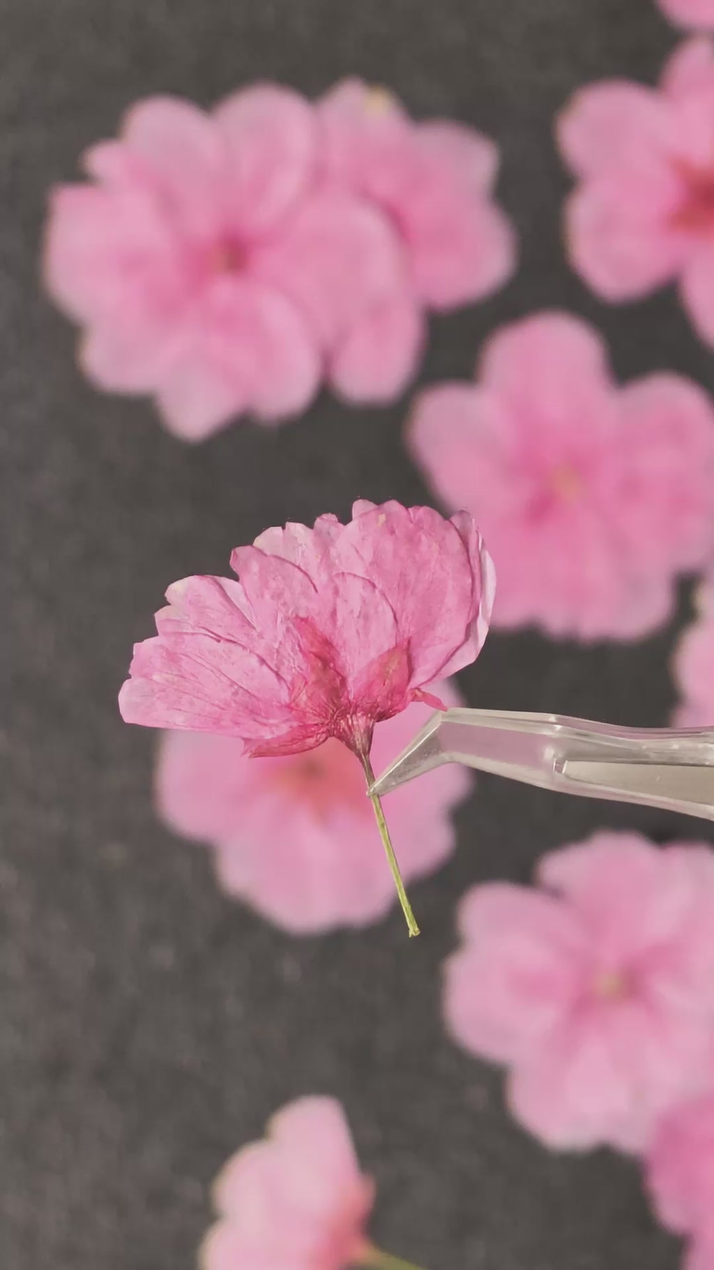 Pressed Flower Cherry Blossom with Stems