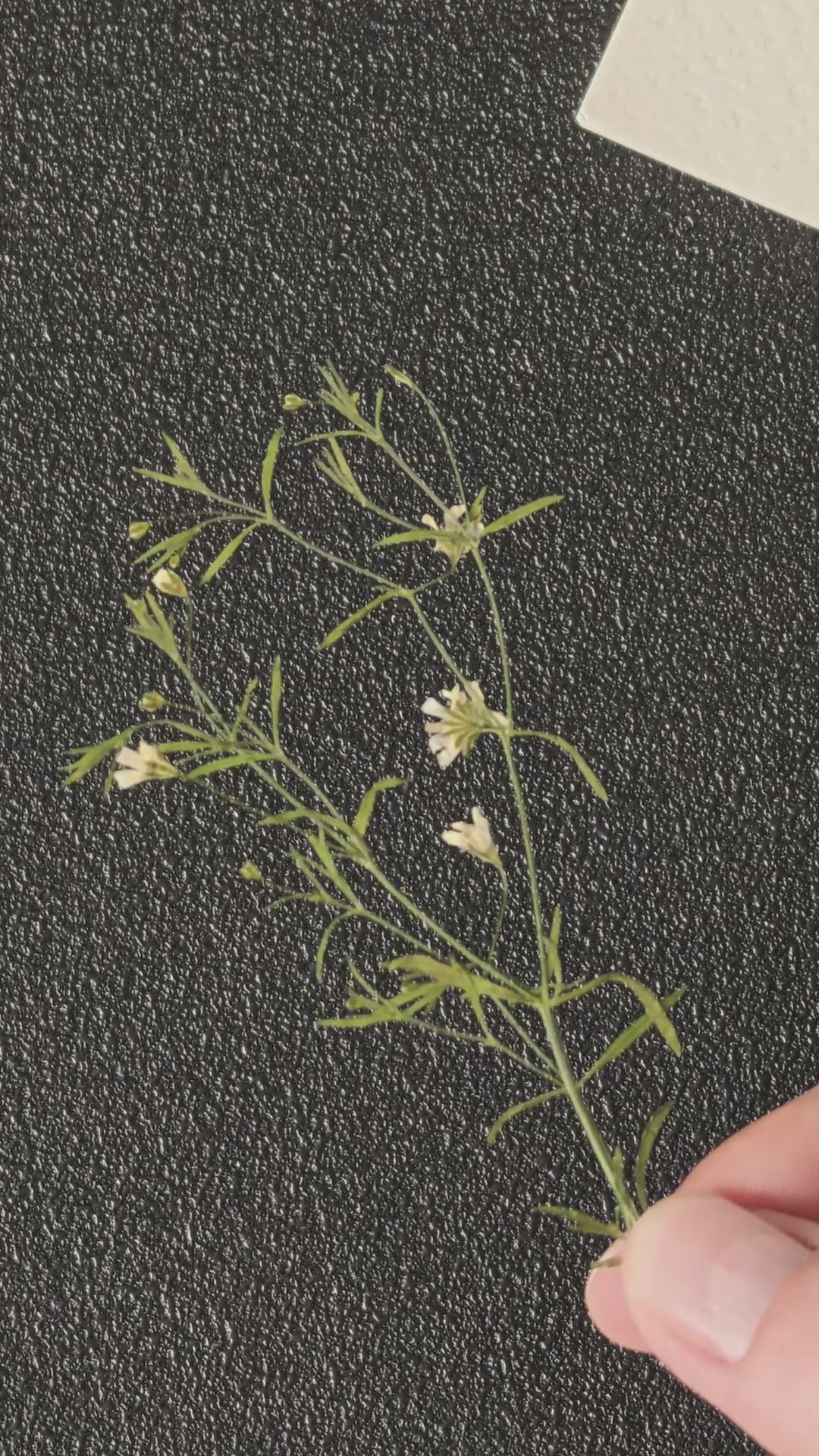 Pressed baby's breath flowering sprigs with leaves