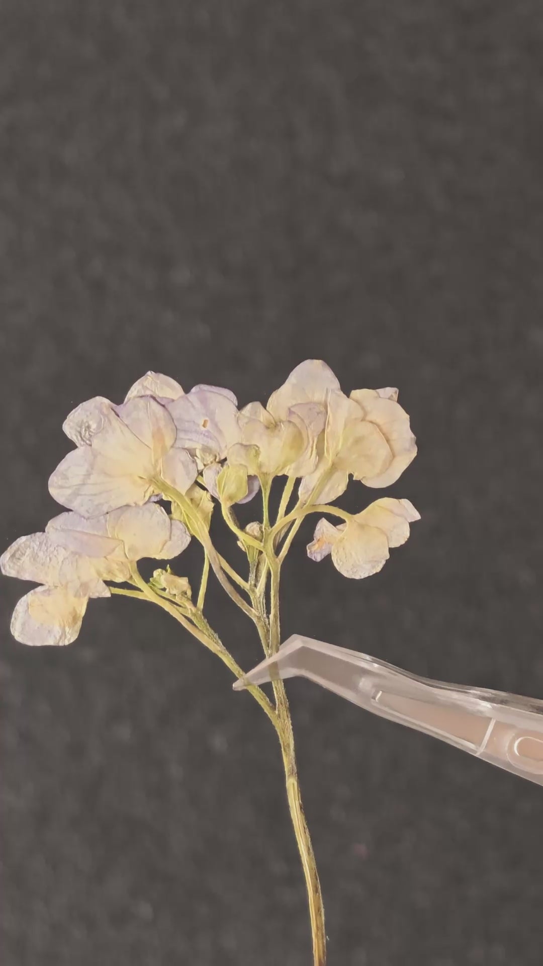 Pressed Flower Hydrangea with Stems