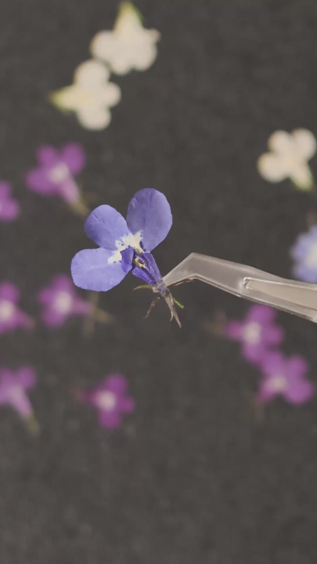 Pressed Flower Lobelia