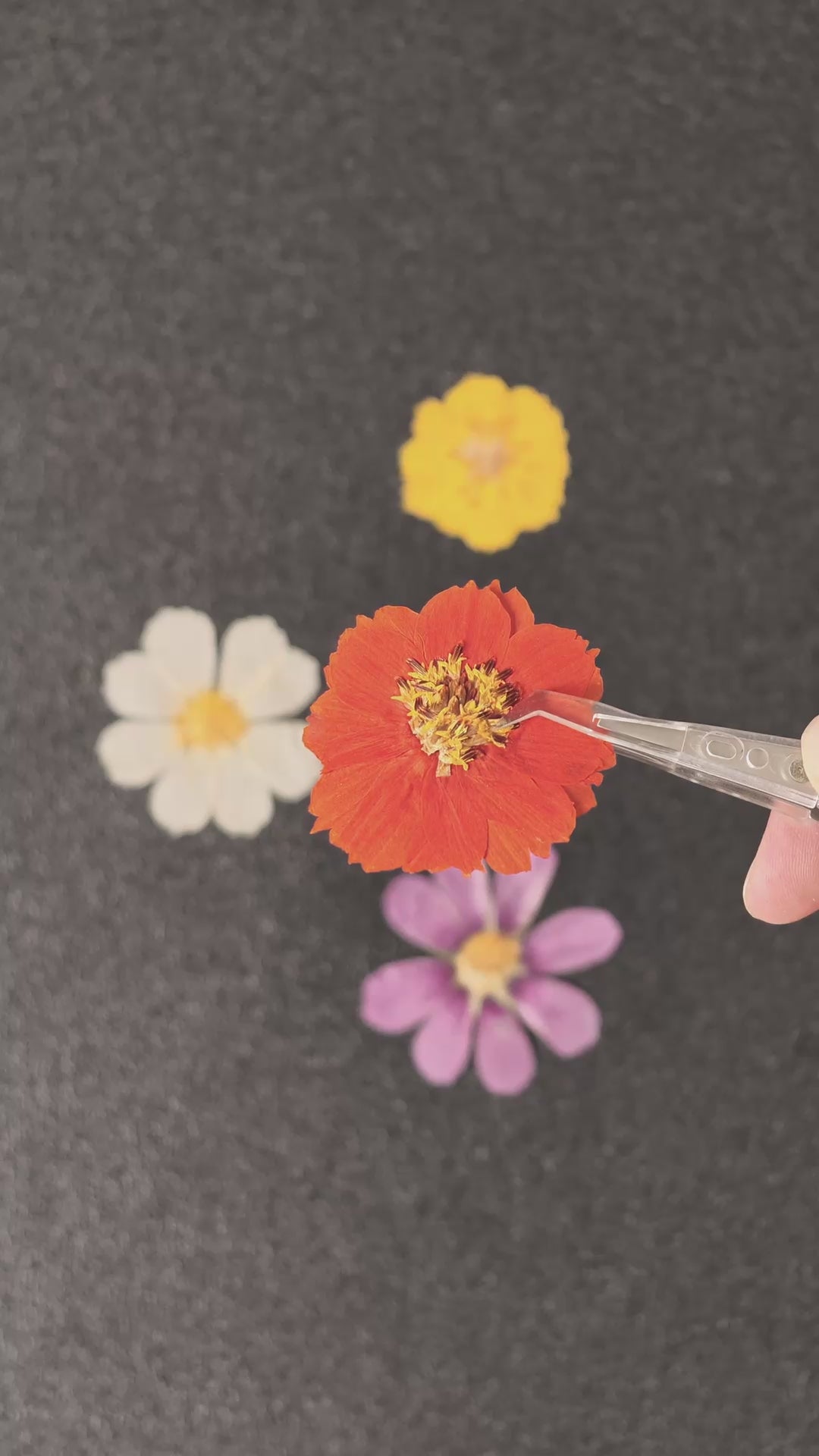 Pressed cosmos flower heads