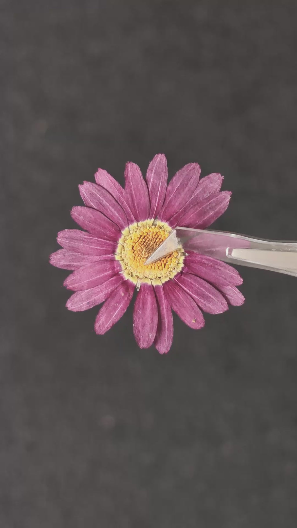 Pressed Flower Daisy