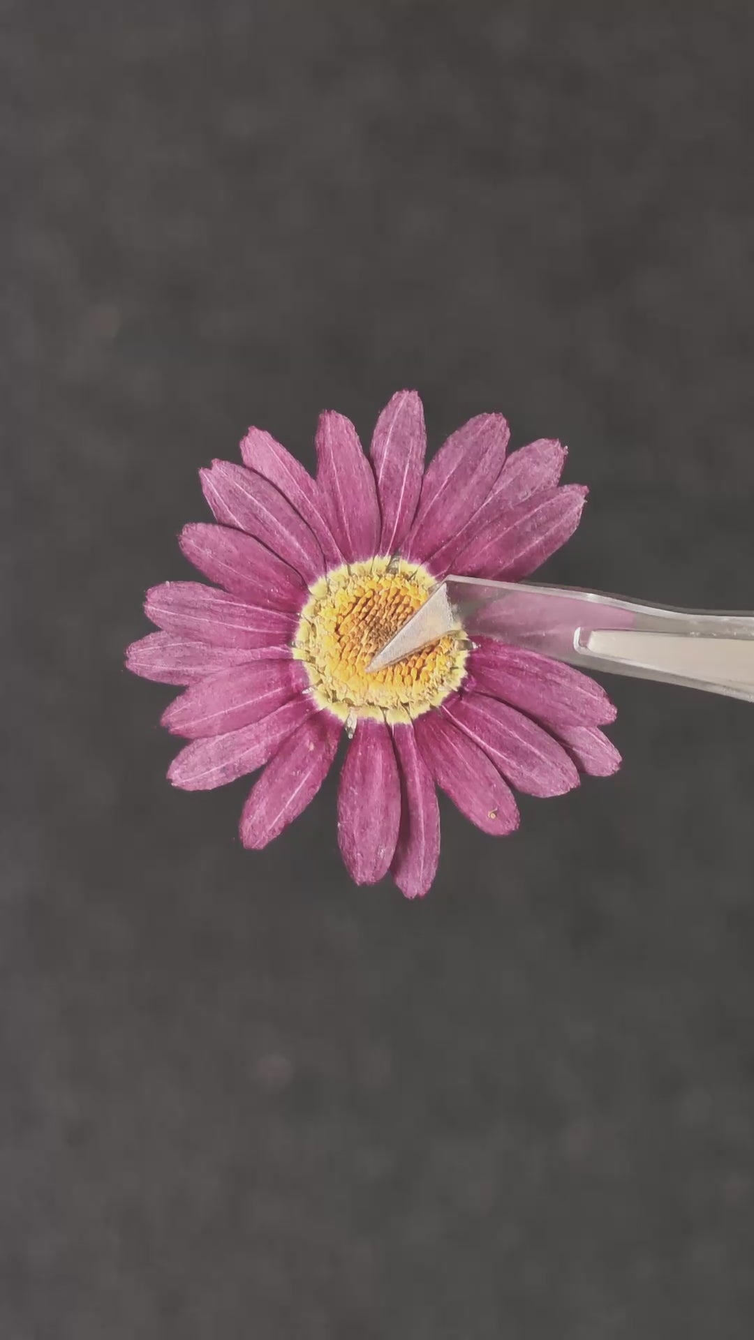 Pressed Flower Daisy