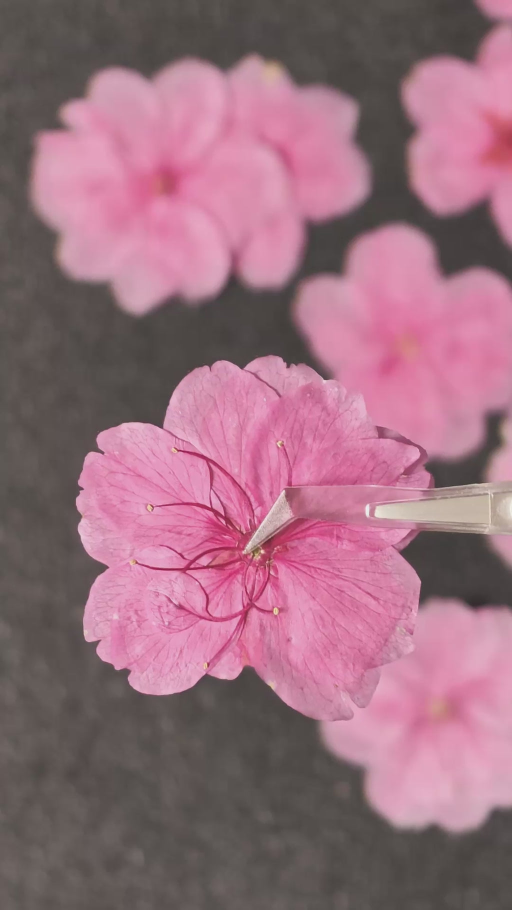 Pressed Flower Cherry Blossom