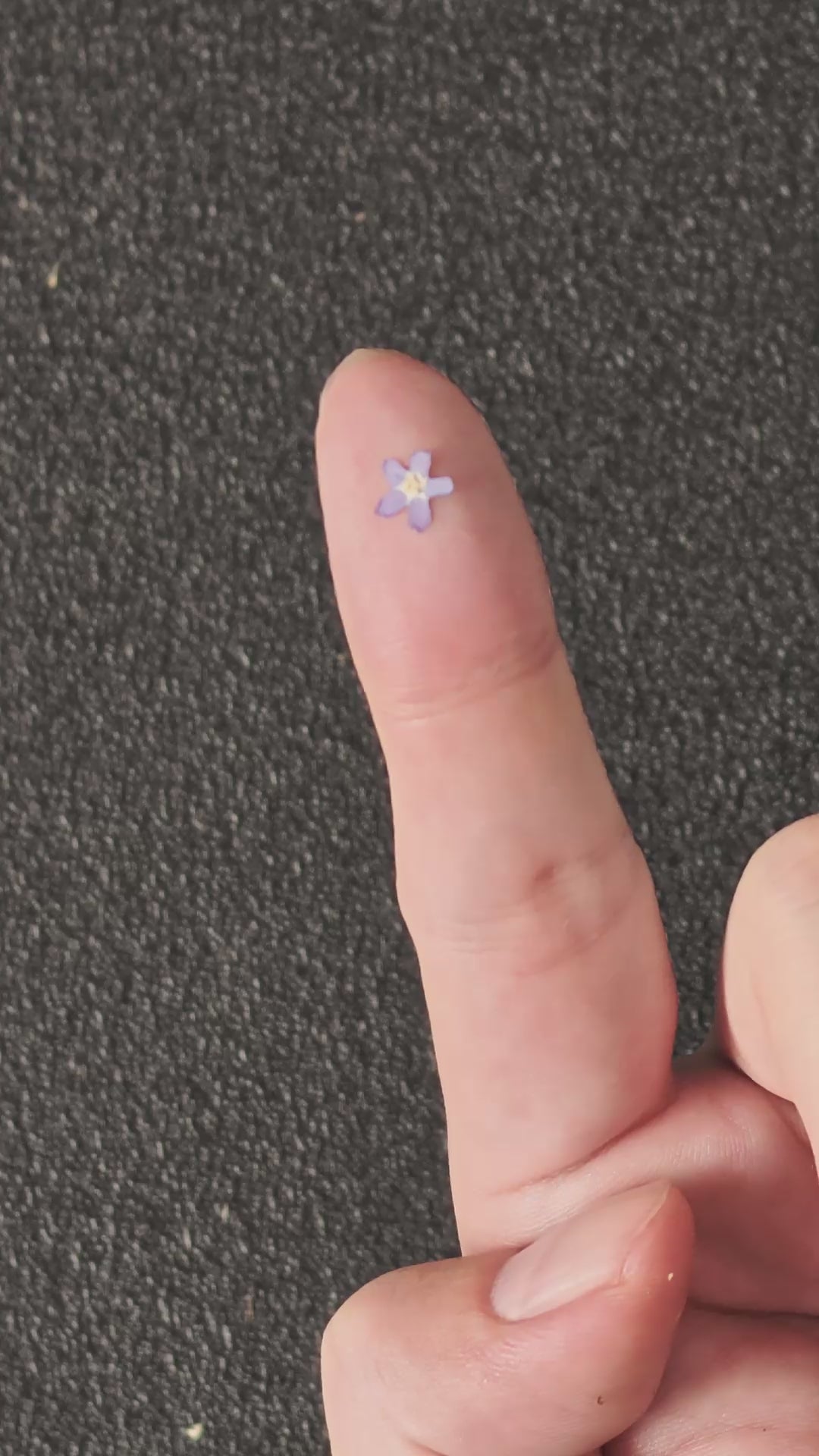 Pressed Forget-Me-Not Flowers