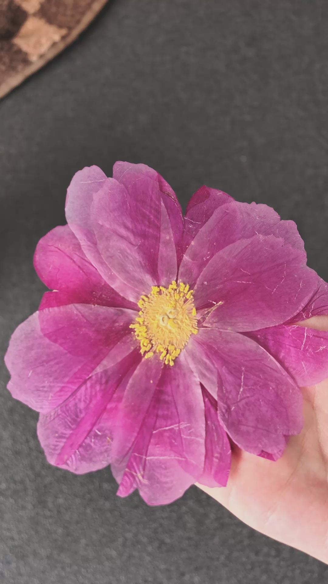 Pressed Flower Peony — product video