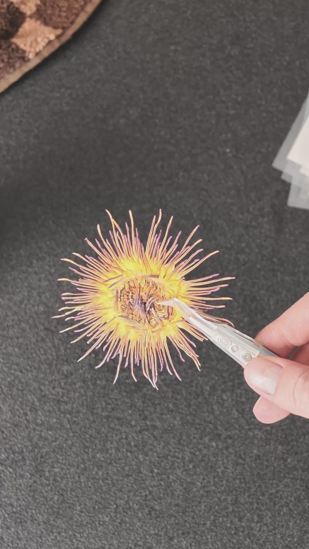 Pressed Flower Water Lily Center — product video