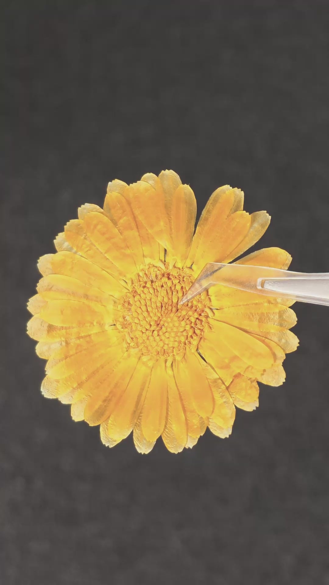 Pressed Flower Calendula — product video