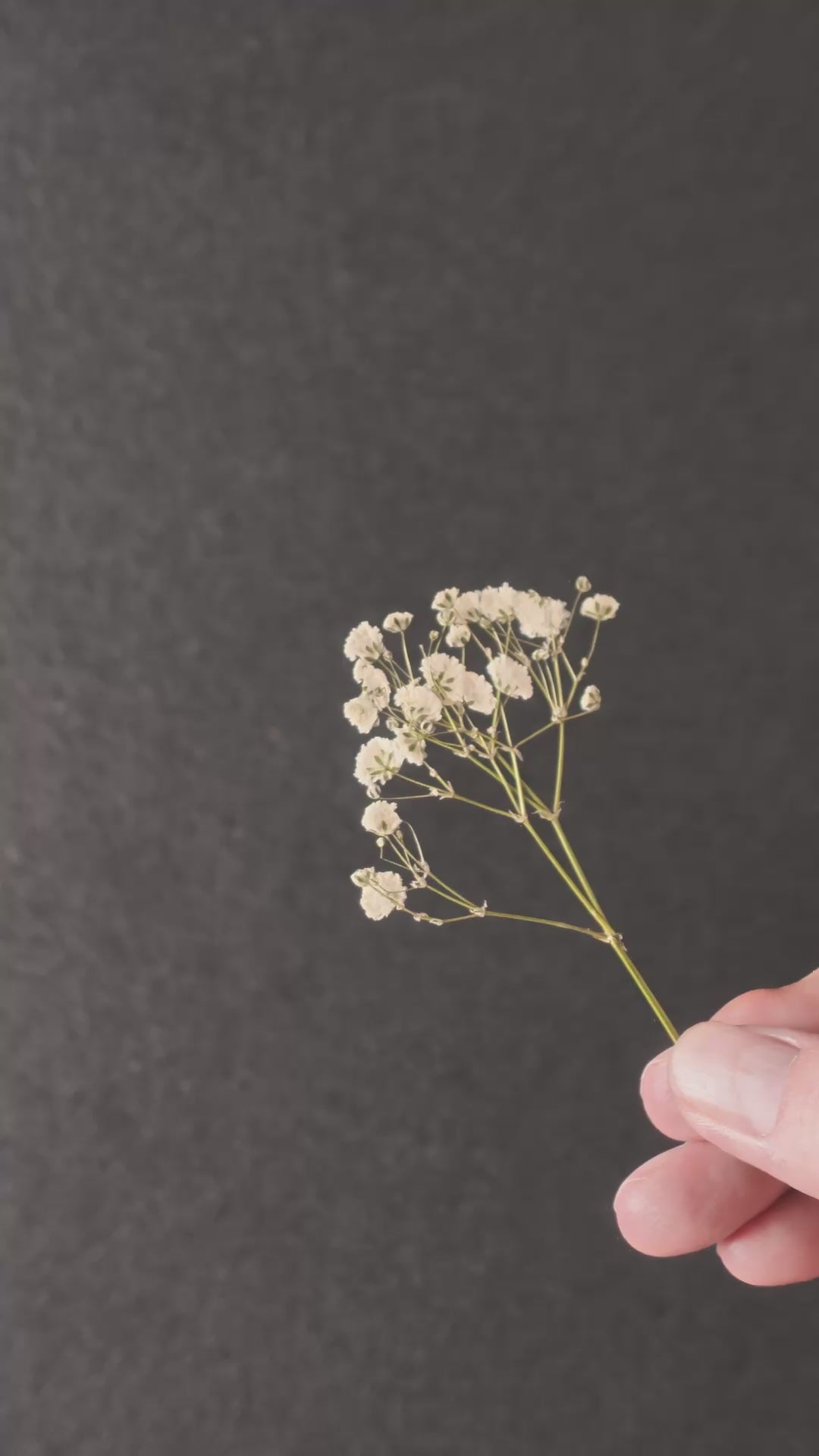Pressed Baby's Breath — Flowering Sprigs