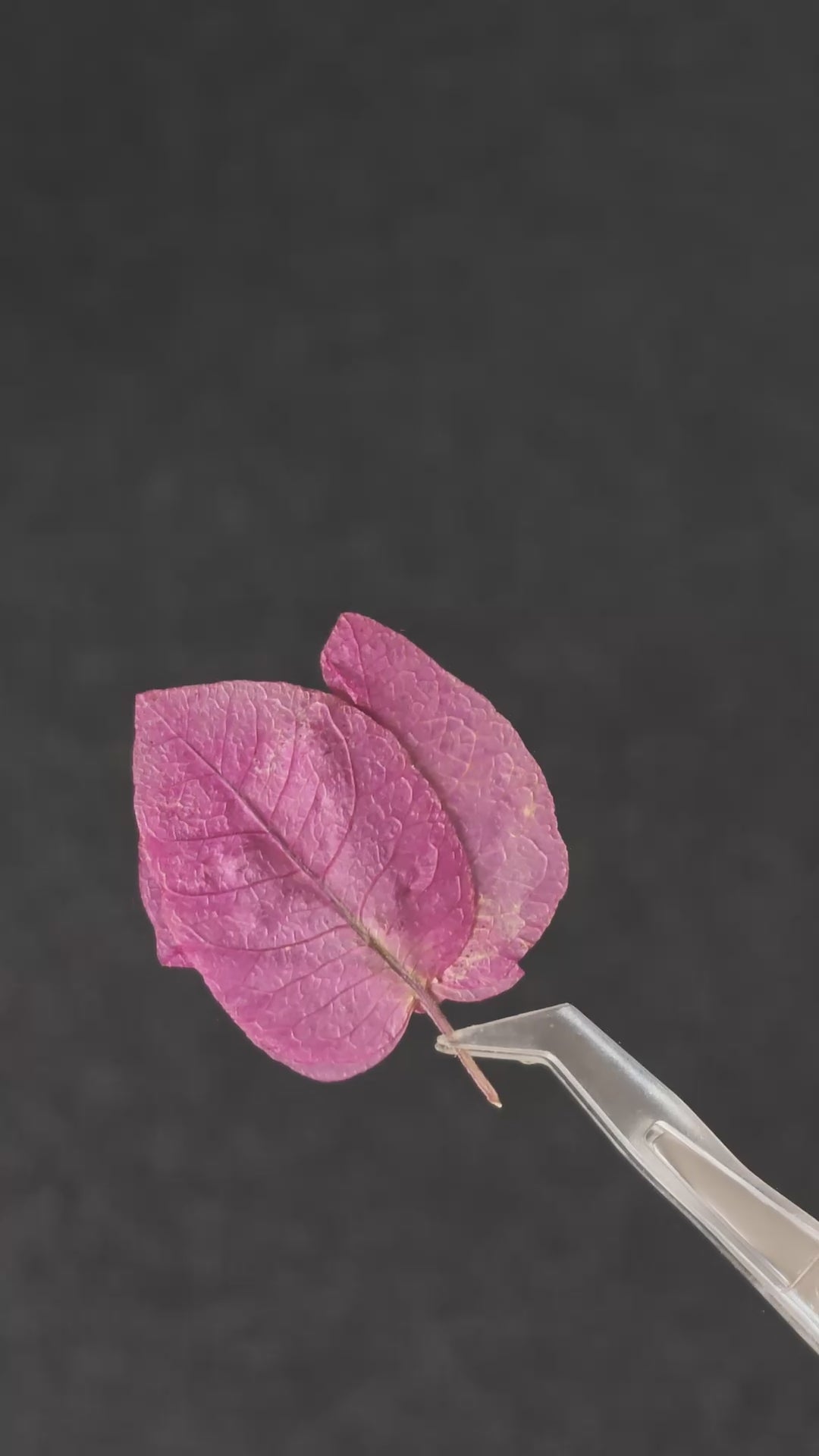 Pressed Flower Bougainvillea — product video