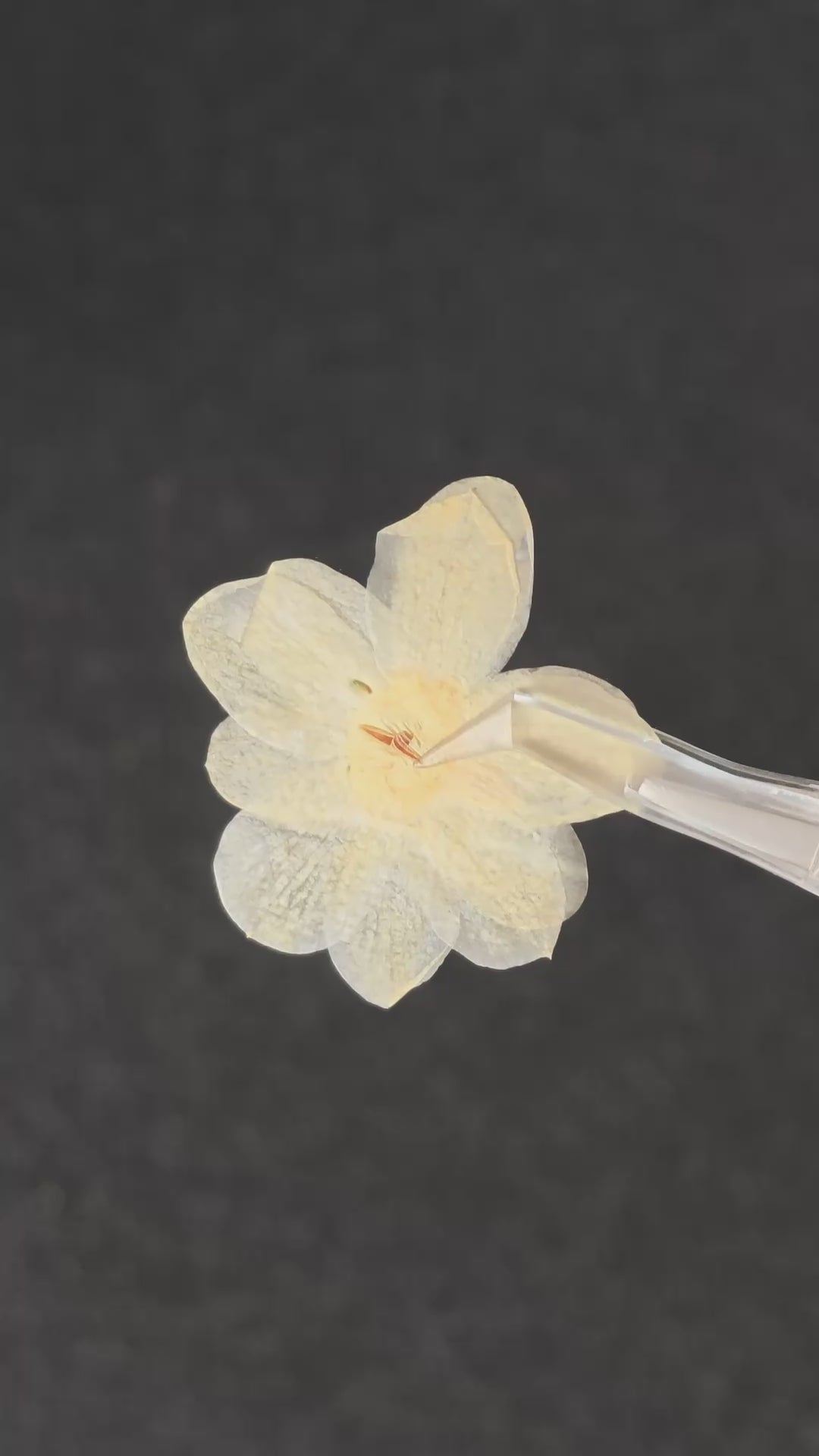 Pressed Flower Winter Jasmine — product video