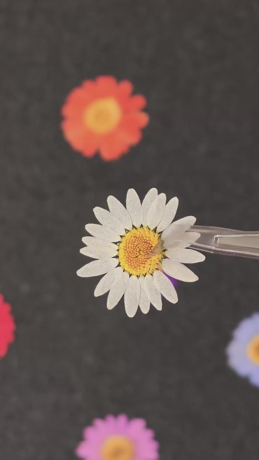 Pressed daisy flower heads — color overview