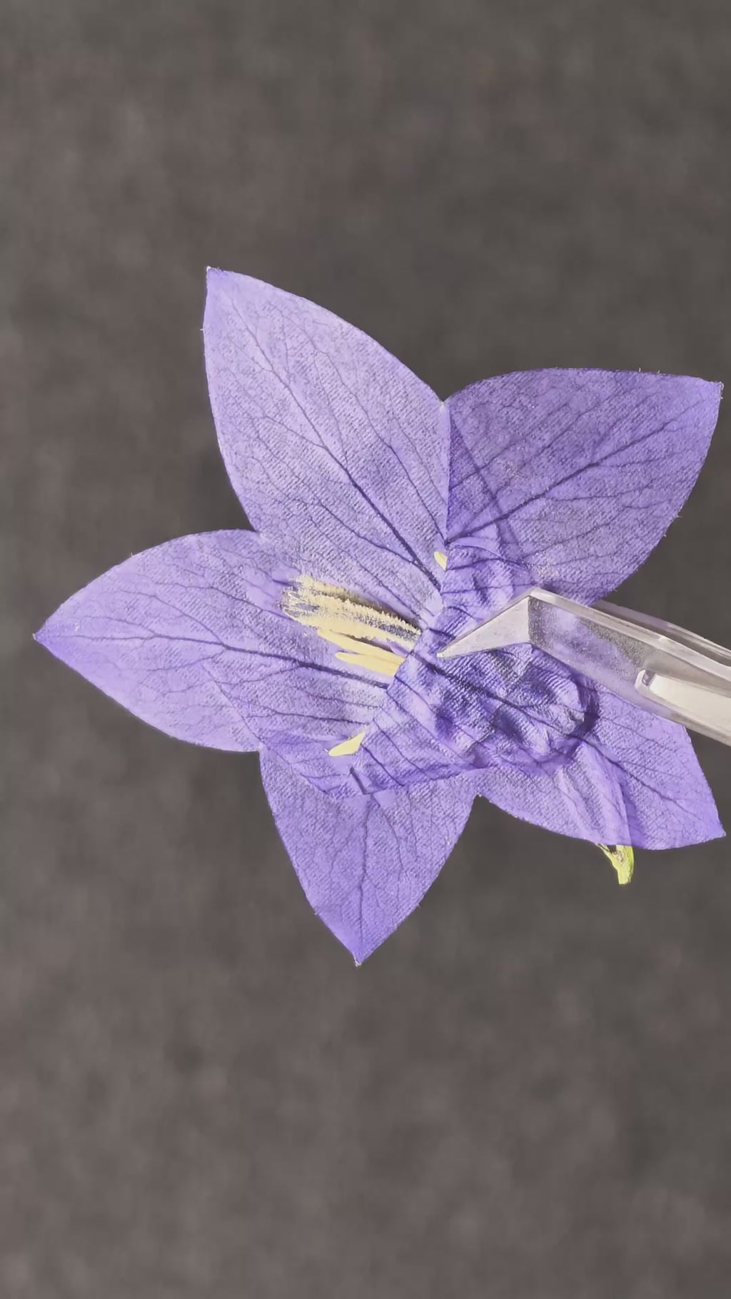Pressed Flower Balloon Flower — product video