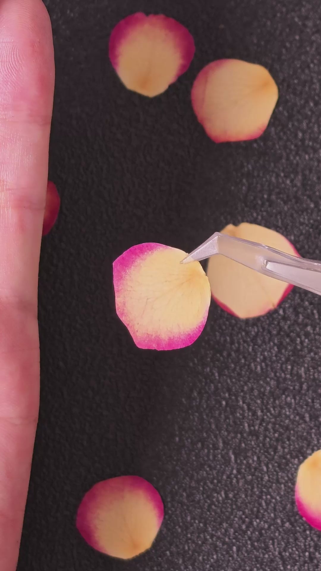 Pressed Mini Rose Petals — Natural Yellow with Pink Edges