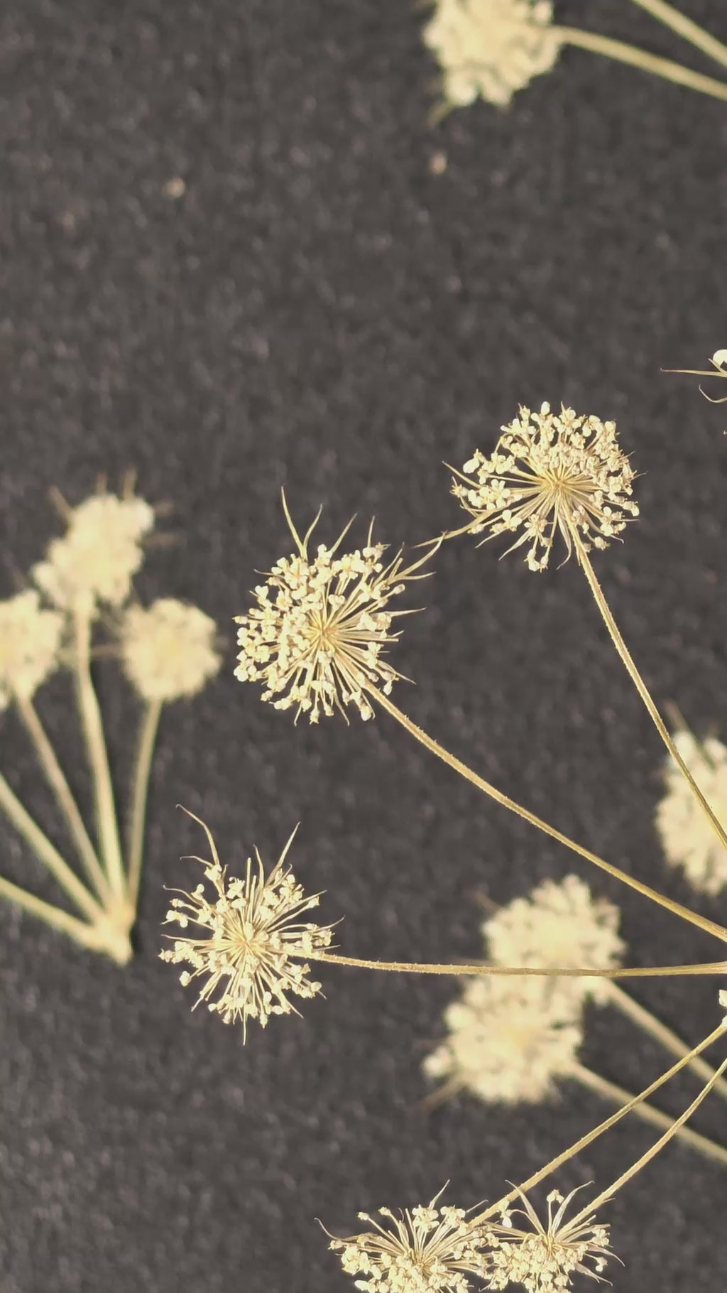 Pressed Queen Anne's Lace — Flower Clusters