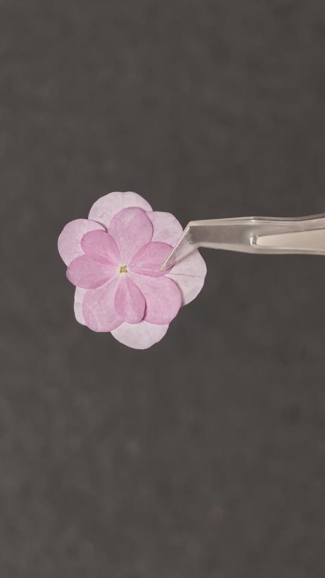Pressed Flower Double Hydrangea