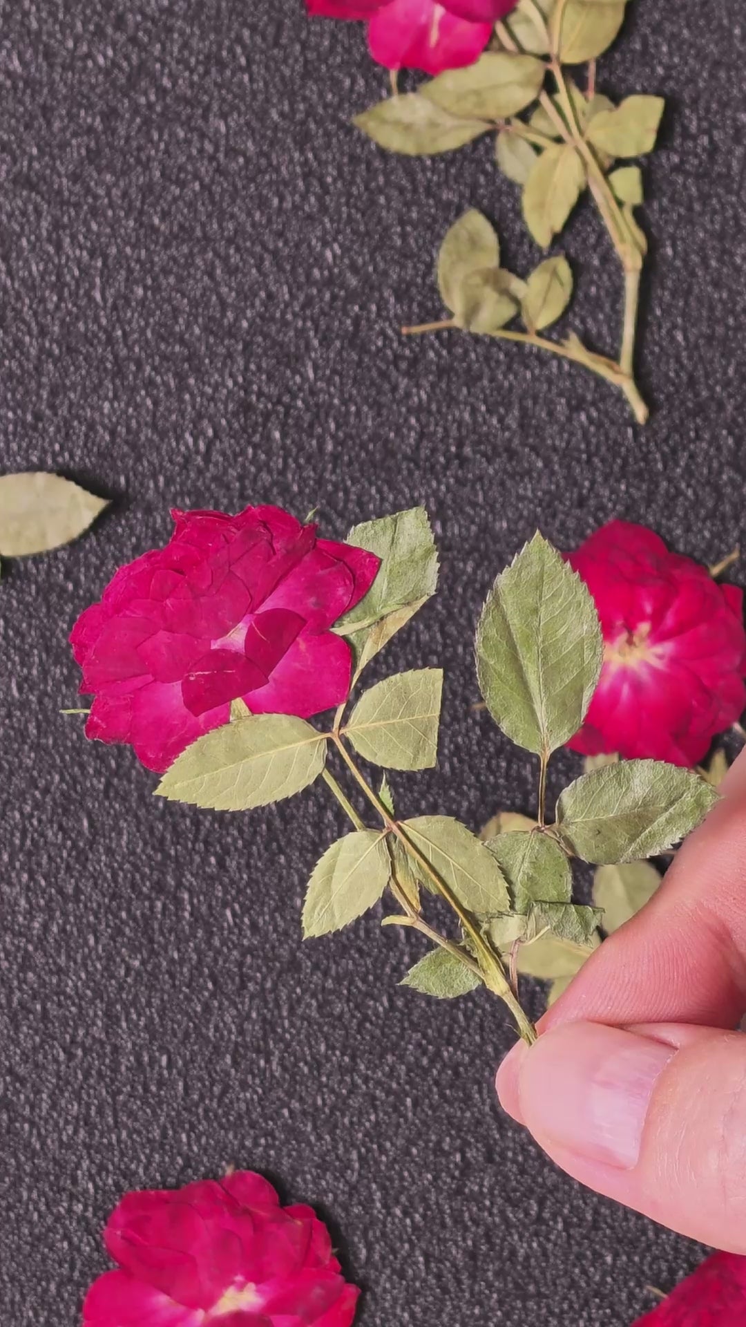 Pressed Mini Roses with Stems — Open Blooms
