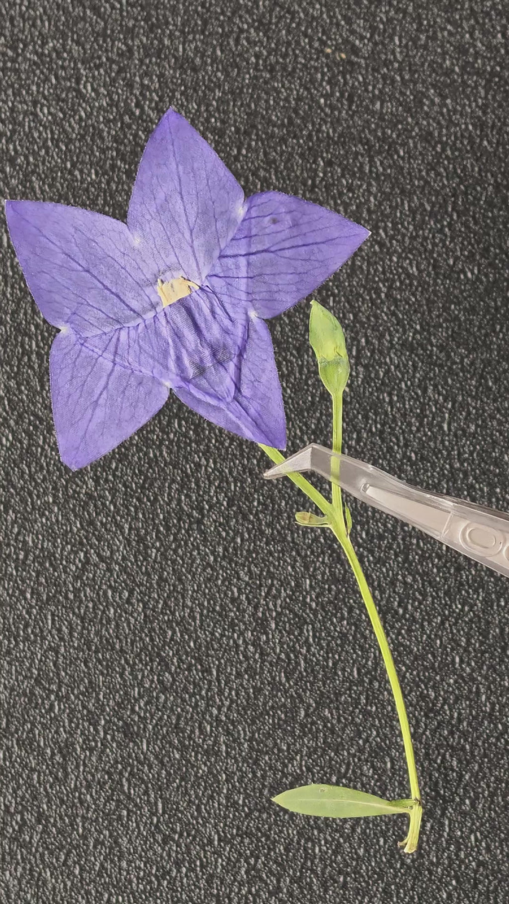 Pressed Flower Balloon Flower with Stems — product video