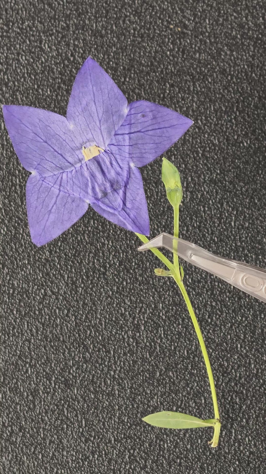 Pressed Flower Balloon Flower with Stems — product video