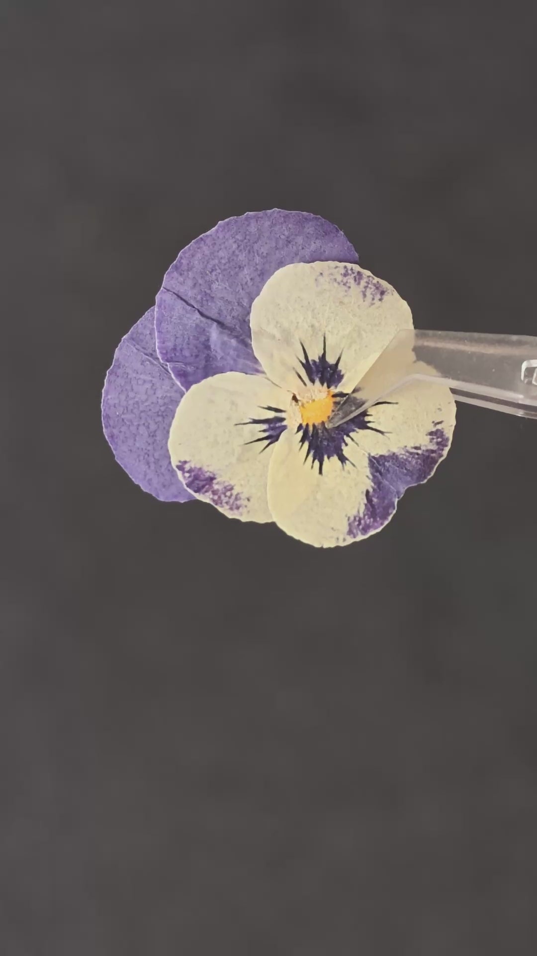 Pressed Flower Viola