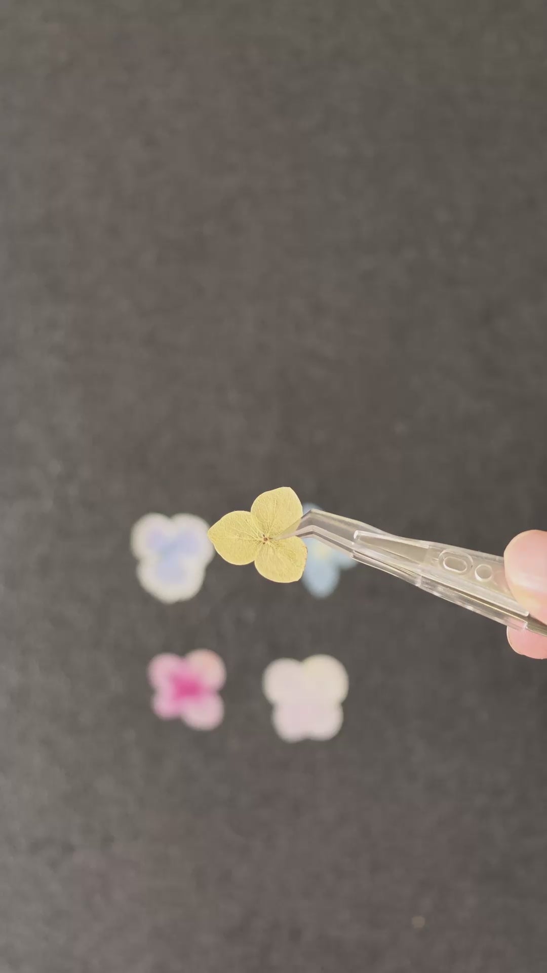 pressed single hydrangea florets