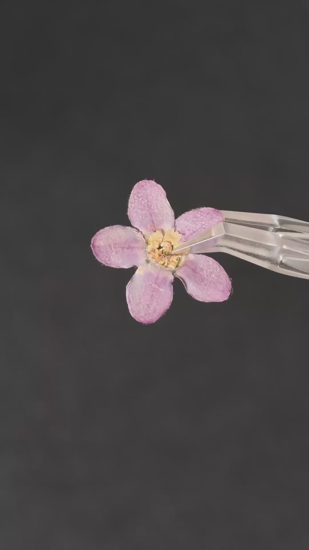 Pressed Flower Blue Star — product video