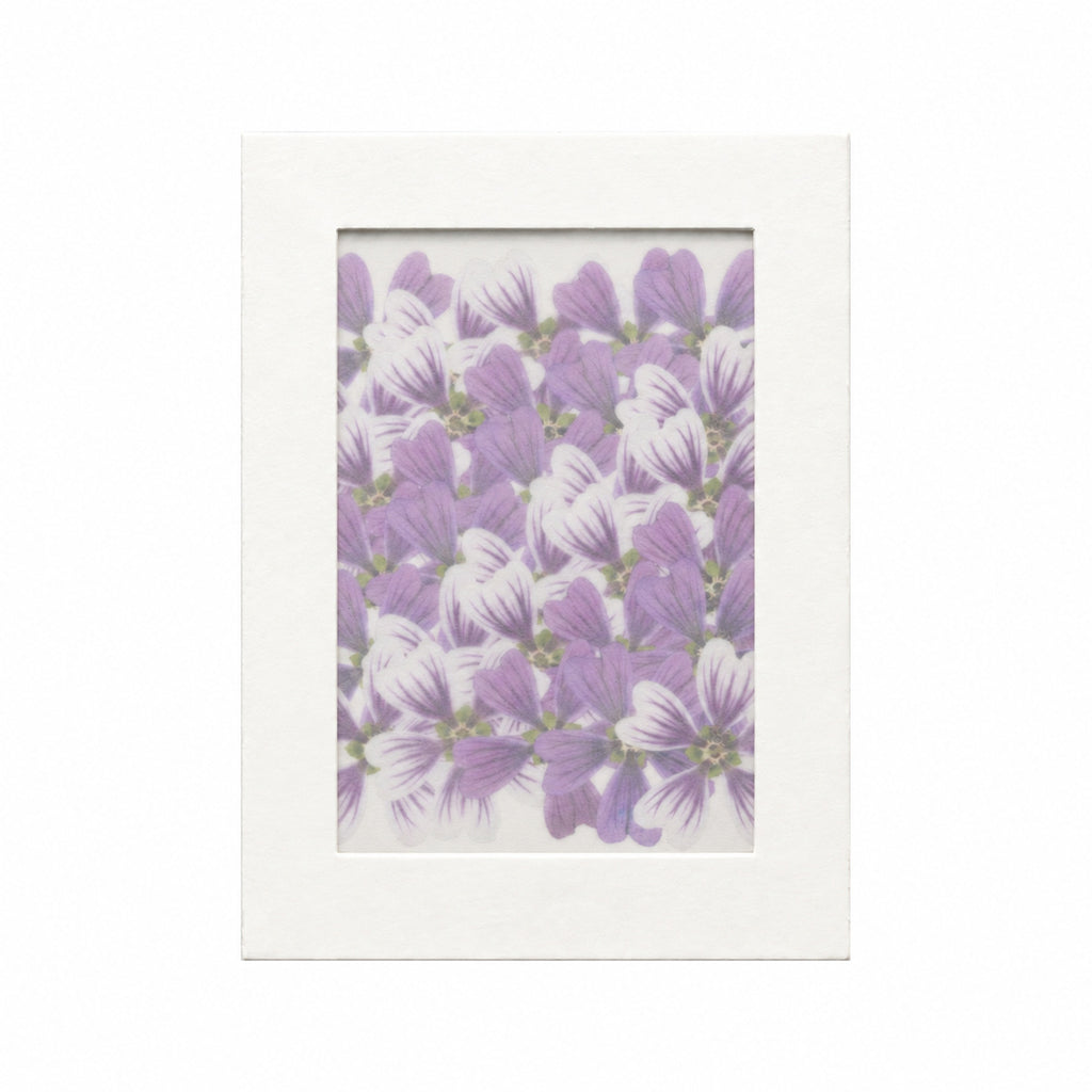 Pressed Flower Mallow, Purple and White, 30 pieces in white kraft packaging beneath translucent tracing paper