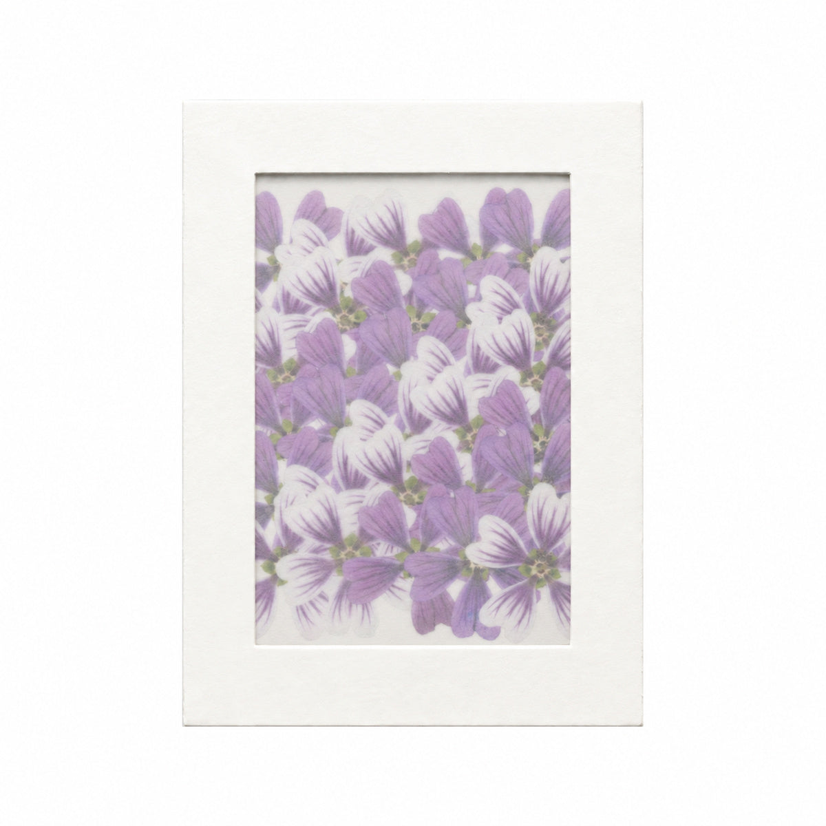 Pressed Flower Mallow, Purple and White, 30 pieces in white kraft packaging beneath translucent tracing paper